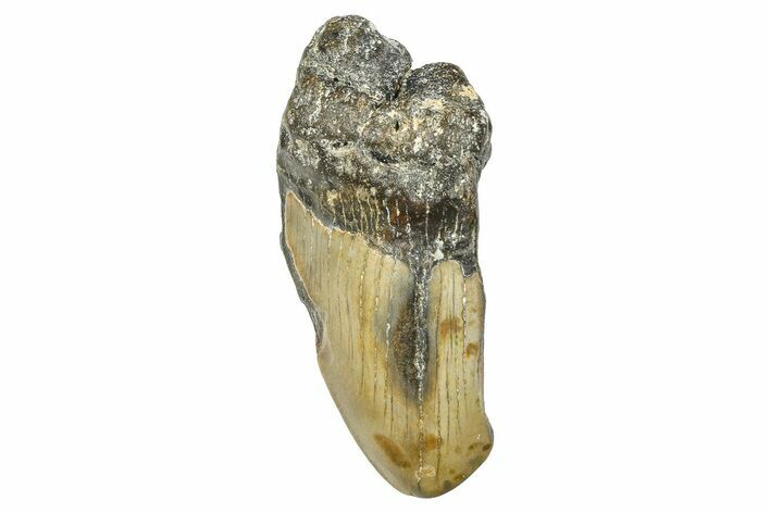 Partial, Fossil Megalodon Tooth - North Carolina #381547